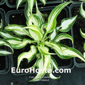 Hosta Hideout - Eurohosta