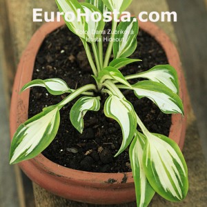 Hosta Hideout - Eurohosta