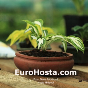 Hosta Hideout - Eurohosta