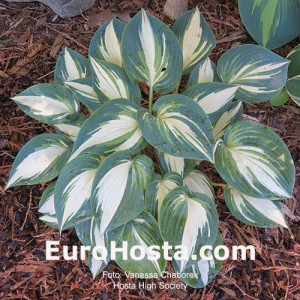 Hosta High Society - Eurohosta