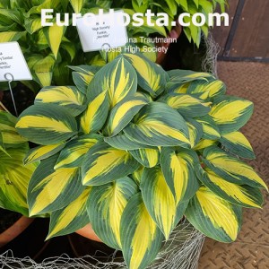 Hosta High Society - Eurohosta