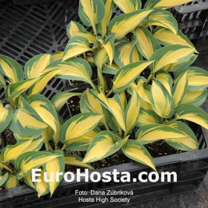 Hosta High Society - Eurohosta