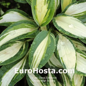 Hosta High Society - Eurohosta