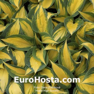 Hosta High Society - Eurohosta