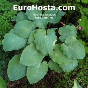 Hosta High Tide - Eurohosta