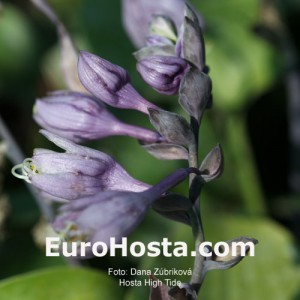 Hosta High Tide - Eurohosta