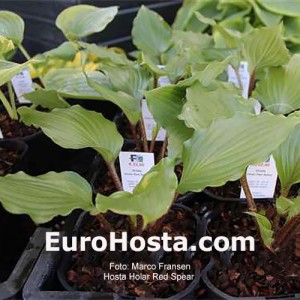 Hosta Holar Red Spear