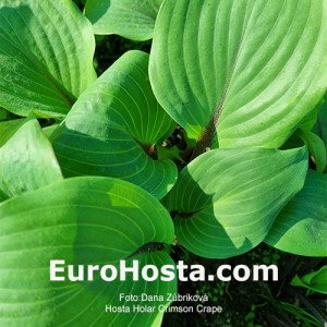 Hosta Hollar Crimson Crape