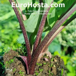 Hosta Hollar Crimson Crape