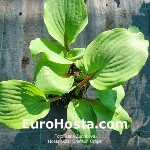 Hosta Hollar Crimson Crape