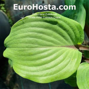 Hosta Hollar Crimson Crape