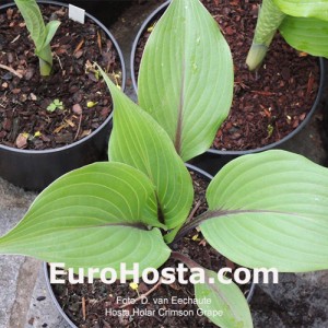 Hosta Hollar Crimson Crape