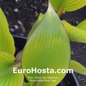 Hosta Holar Early Days