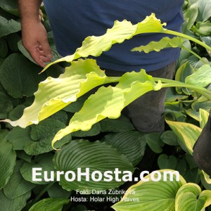 Hosta Holar High Waves