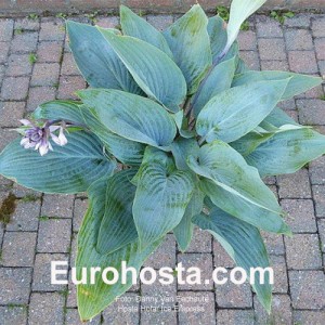 Hosta Holar Ice Empress