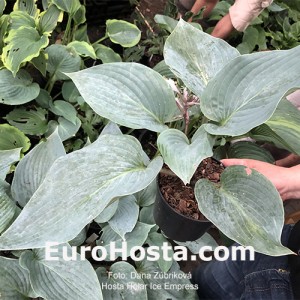 Hosta Holar Ice Empress