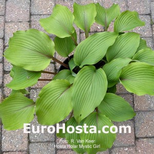 Hosta Holar Mystic Girl