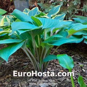 Hosta Holar Purple Flash