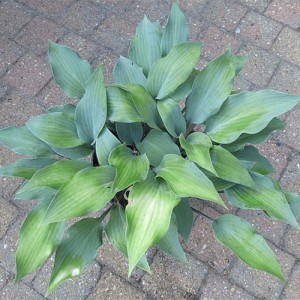 Hosta Holar Purple Glacier