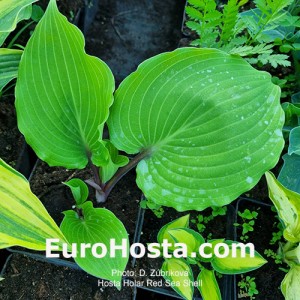Hosta Holar Red Sea Shell