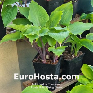 Hosta Holar Rising Flame