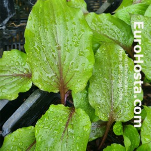 Hosta Holar Sunset Cobra