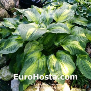 Hosta Hollywoods Lights - Eurohosta