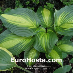 Hosta Hollywoods Lights - Eurohosta