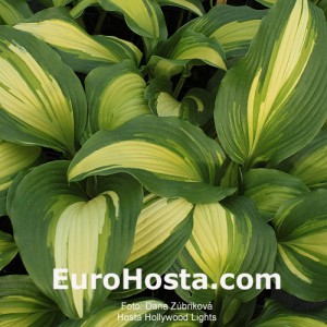 Hosta Hollywoods Lights - Eurohosta