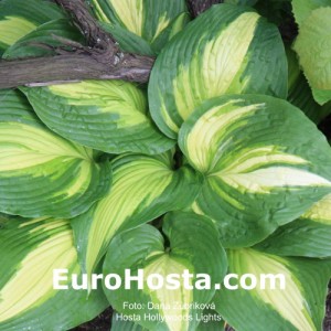 Hosta Hollywoods Lights - Eurohosta