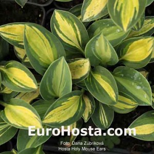 Hosta Holy Mouse Ears - Eurohosta