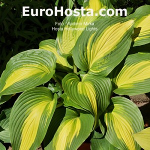 Hosta Hollywoods Lights - Eurohosta