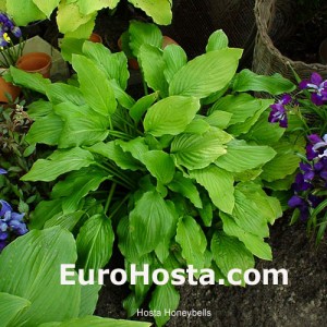 Hosta Honeybells - Eurohosta