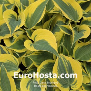 Hosta Ben Vernooij