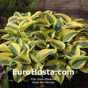 Hosta Ben Vernooij