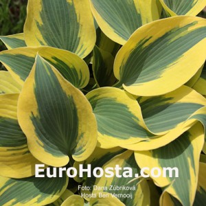 Hosta Ben Vernooij