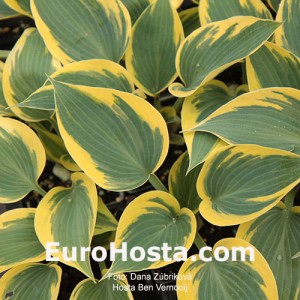 Hosta Ben Vernooij