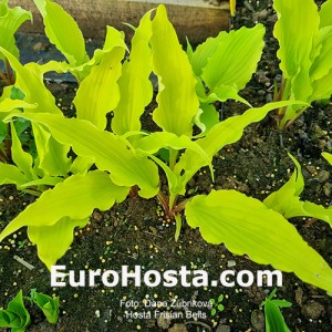 Hosta Frisian Bells