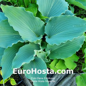 Hosta Skywriter