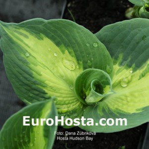 Hosta Hudson Bay - Eurohosta