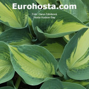 Hosta Hudson Bay - Eurohosta