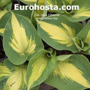 Hosta Hudson Bay - Eurohosta