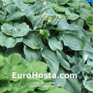 Hosta Humpback Whale - Eurohosta