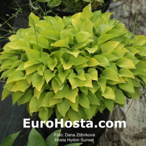 Hosta Hydon Sunset - Eurohosta