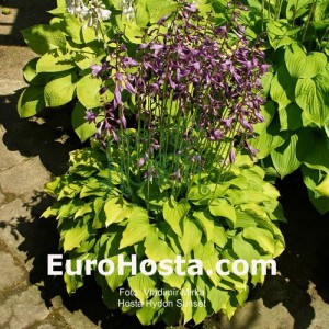 Hosta Hydon Sunset - Eurohosta