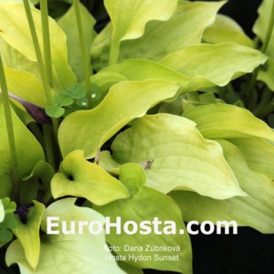 Hosta Hydon Sunset - Eurohosta