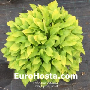 Hosta Hydon Sunset - Eurohosta