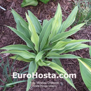 Hosta Hyuga Urajiro - Eurohosta