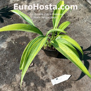 Hosta Hyuga Urajiro - Eurohosta