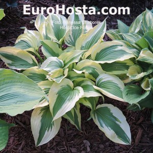 Hosta Ice Follies